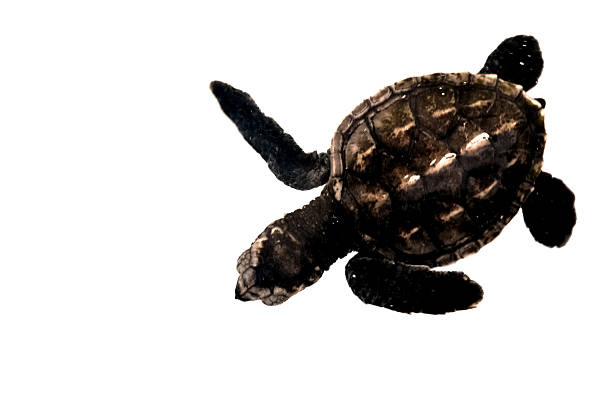 istock baby small sea turtle isolated 497952447