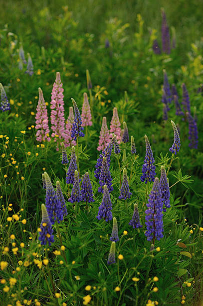 istock Lupine flowers 497952487