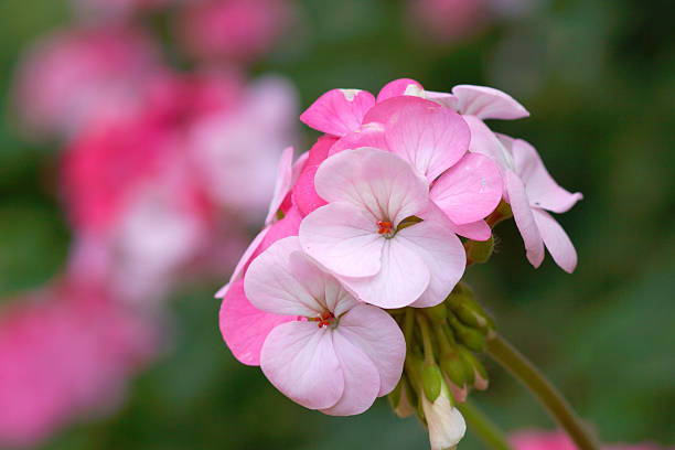 istock Geranium flowers in the garden 497952935