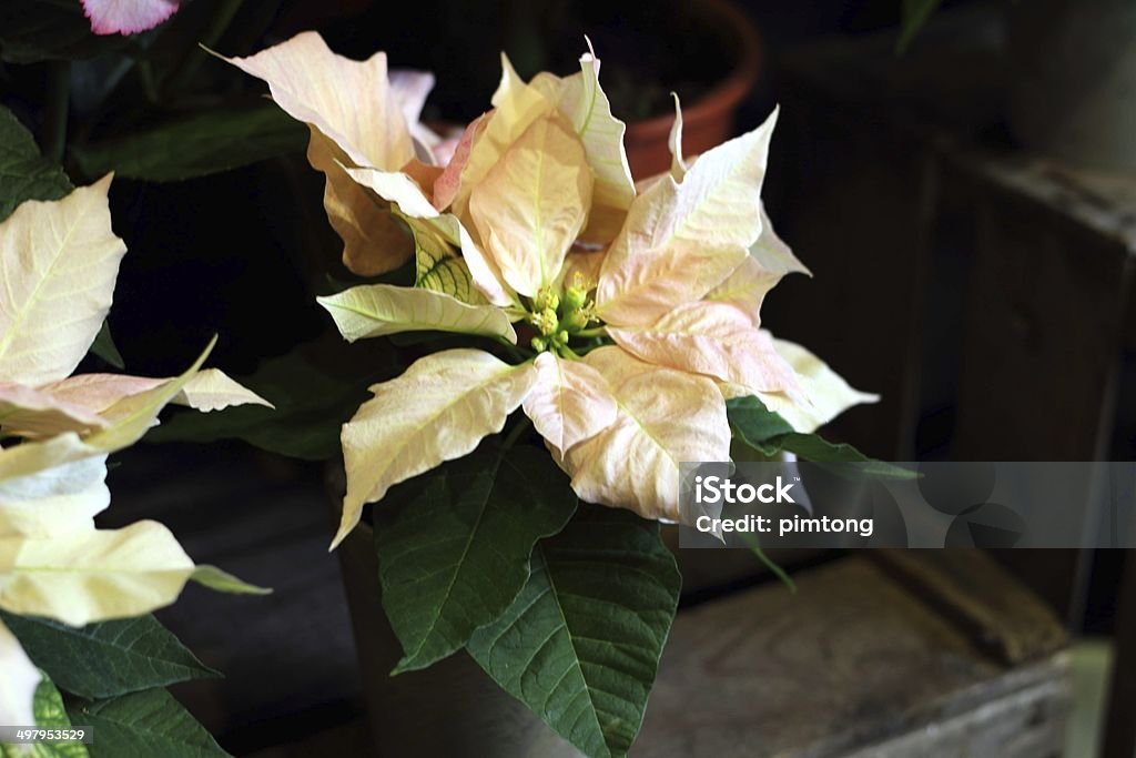 Bela poinsettia. Flor de Natal vermelho sobre fundo branco - Royalty-free Alabastro Foto de stock