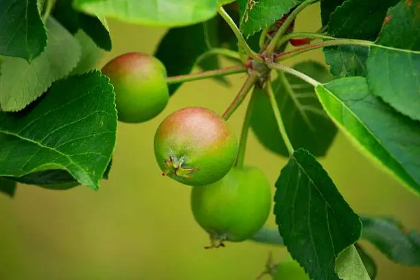 Image taken in summer as apples are beginning to grow.