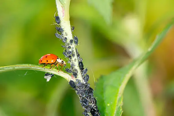 Biological pest control - ladybug eating lice