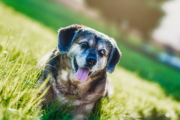 istock Adorable Dog Sitting in Sunshine After Bath 497954407