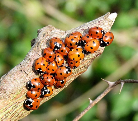 22 Ladybirds climbing over each other on a dead branch