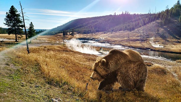 Close to a Grizzly Bear at Yellowstone
