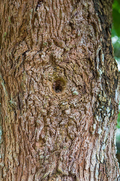 istock wood knot and wood skin texture 497956488