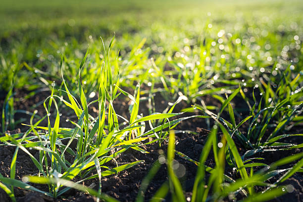 invierno campo de trigo - winter wheat fotografías e imágenes de stock