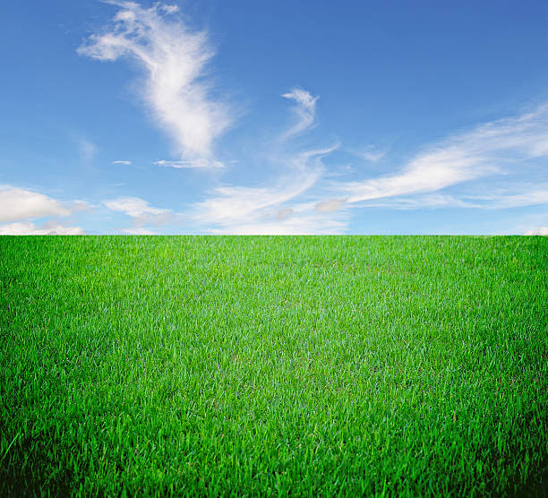 istock Soccer football grass field 497958030