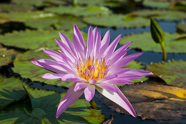 istock Water Lily with flower 497958602
