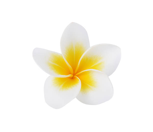 istock Frangipani or Plumeria Flower Isolated on White Background 497958804