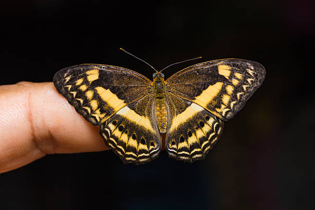 istock Little Banded Yeoman butterfly 497958942