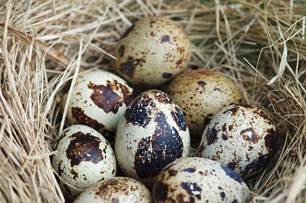 istock close up Quail eggs in a straw nest 497959156