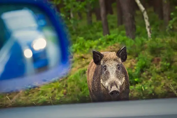 Wild boar on the side of the road