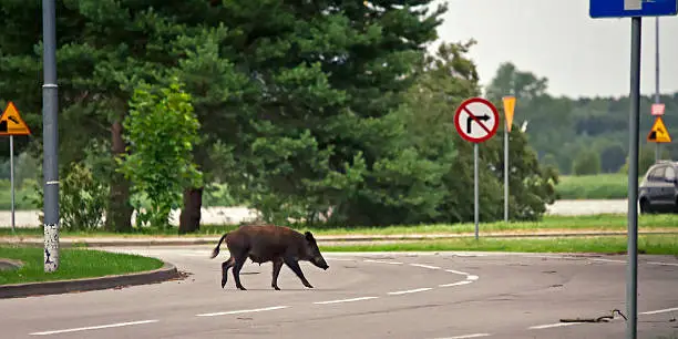 Wild boar crossing the road