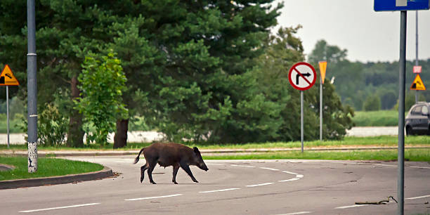 wild boar crossing the road - wild boar bildbanksfoton och bilder