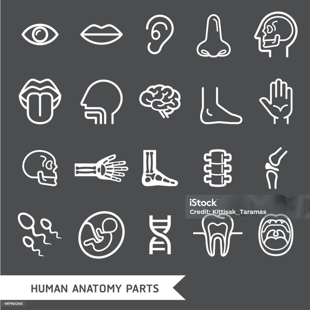 Anatomía humana iconos detallada de las partes del cuerpo. - arte vectorial de Ícono libre de derechos