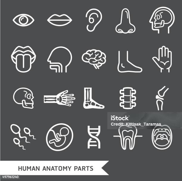 Ilustración de Anatomía Humana Iconos Detallada De Las Partes Del Cuerpo y más Vectores Libres de Derechos de Ícono