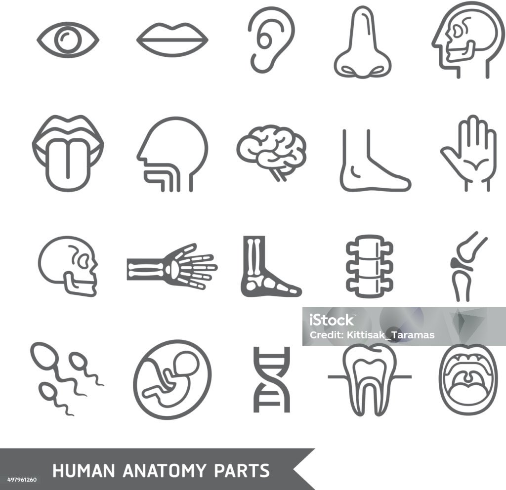 Human anatomy body parts detailed icons set. Human anatomy body parts detailed icons set.  Icon Symbol stock vector