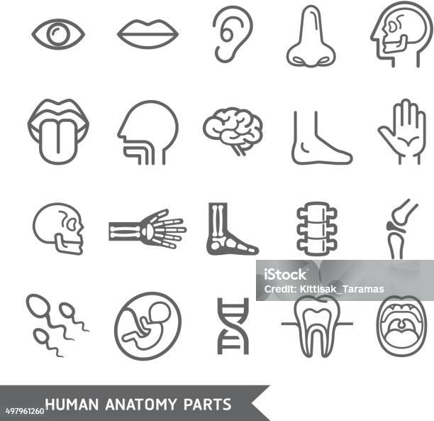 Human Anatomy Body Parts Detailed Icons Set Stock Illustration - Download Image Now - Icon Symbol, Eye, X-ray Image