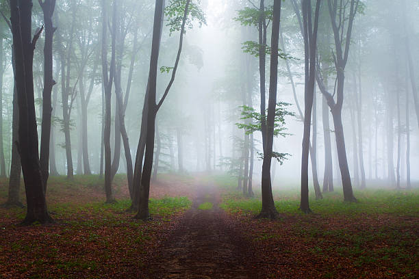 istock Road through foggy forest 497961354