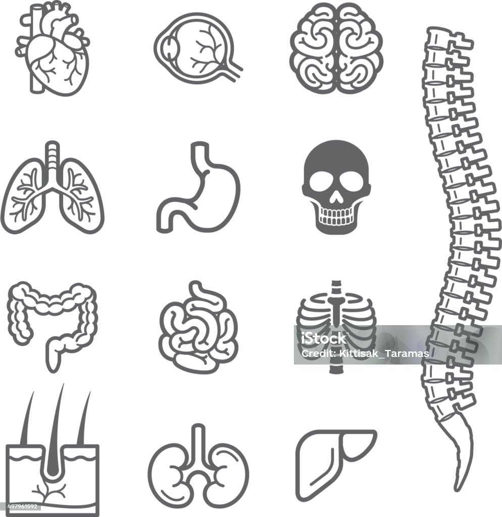 Menschliche Organe detaillierte Symbole set. - Lizenzfrei Icon Vektorgrafik