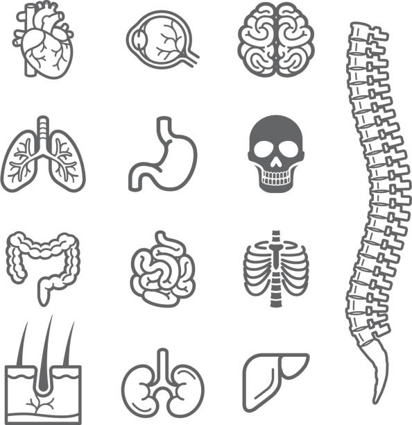 ilustraciones, imágenes clip art, dibujos animados e iconos de stock de los órganos internos conjunto de iconos detallada. - rib cage