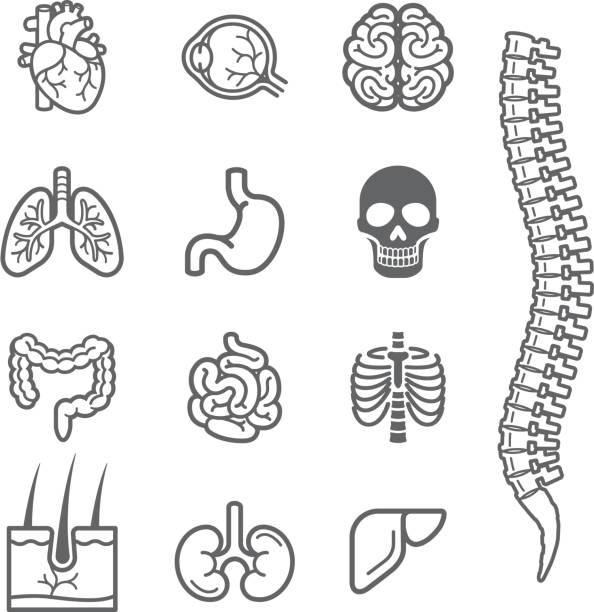 narządów wewnętrznych człowieka zestaw ikon szczegółowe. - rib cage stock illustrations