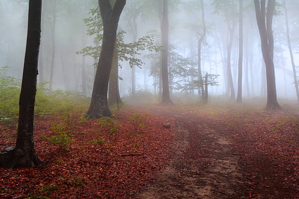 istock Dreamy trail in the fog 497961896