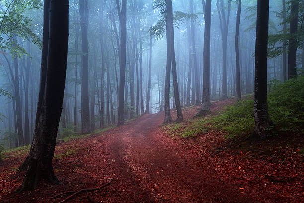 istock Blue fog over a road into the autumnal forest 497961930