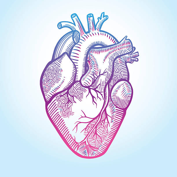 bildbanksillustrationer, clip art samt tecknat material och ikoner med human anatomical heart made in graphic art as laconic logo - human heart