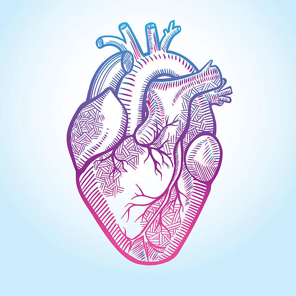Human anatomical heart made in graphic art as laconic logo 
The human heart with the arteries, made in graphic style with bright purple-pink heart internal organ stock illustrations