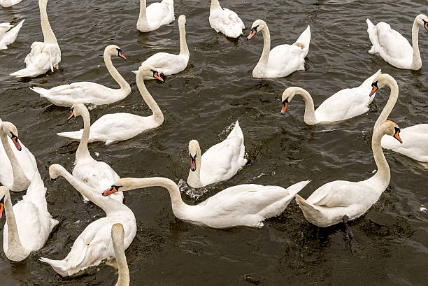 istock gaggle of swans 497962154