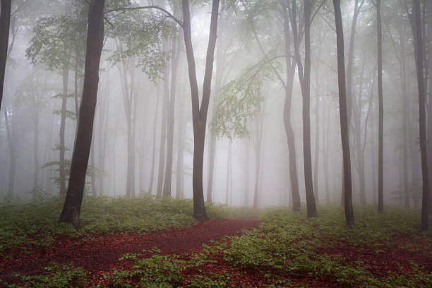 istock Calm foggy forest 497962182