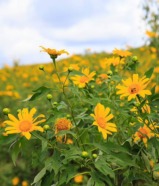 istock Mexican tournesol flower 497962408