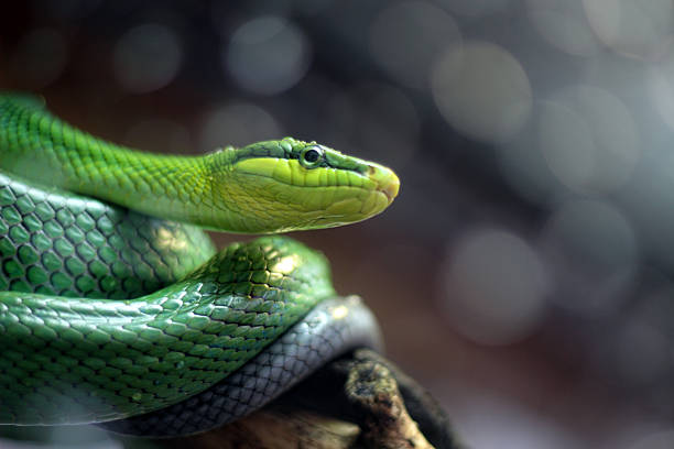 istock Bright Green Snake Coiled Around Branch 497962626