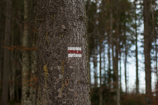 Red and white sign on tree