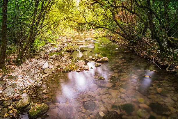 beautiful picture of a gently flowing creek with springwater in the forest