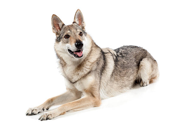 istock Alert Czechoslovakian wolfdog 497963520