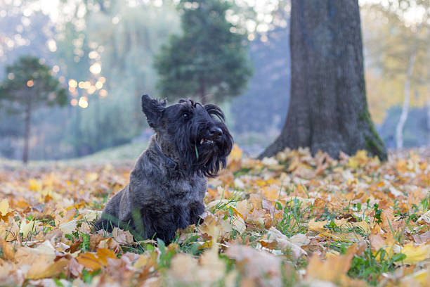 istock scottish terrier in  a park full of leafs 497964464
