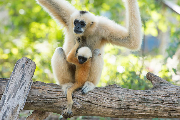 istock Gibbon baby in the zoo 497965978