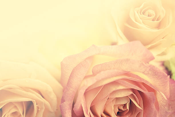 istock roses in vintage style background 497966118