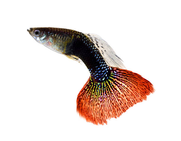istock guppy fish isolated on white background 497966966