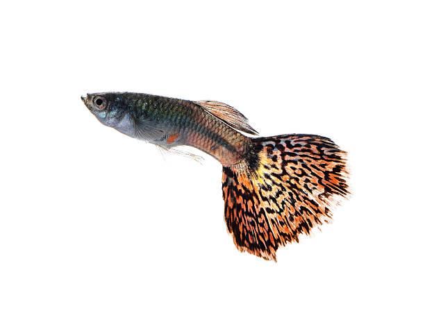 istock guppy fish isolated on white background 497966990