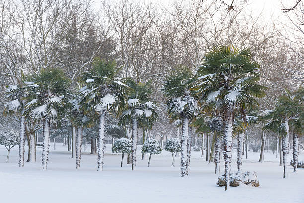 Snowing in Urban Public Park With Palm Trees Snowing in garden or urban public park with winter trees and Chusan palm colony Spotlight - Snowing in Garden or Urban Public Park with winter trees, and colony of false palm in the foreground trachycarpus photos stock pictures, royalty-free photos & images