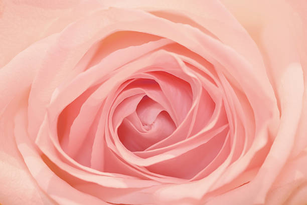 istock pink rose flower background 497967188