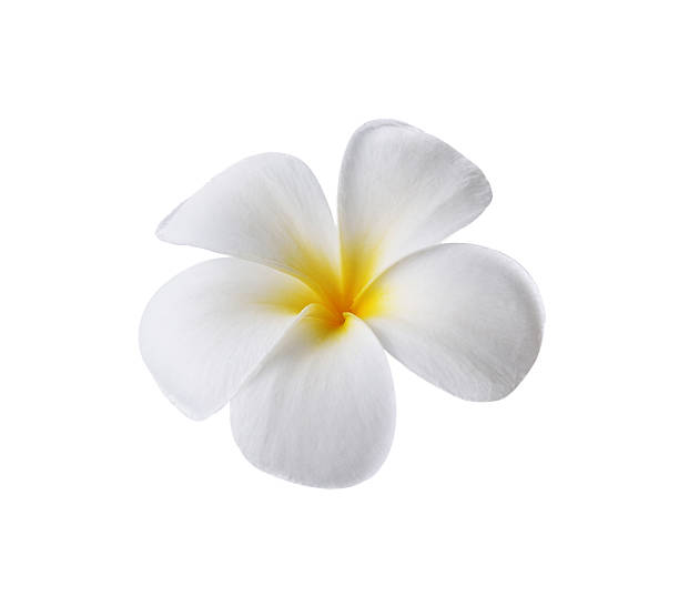 istock Tropical flowers frangipani (plumeria) isolated on white backgro 497967244