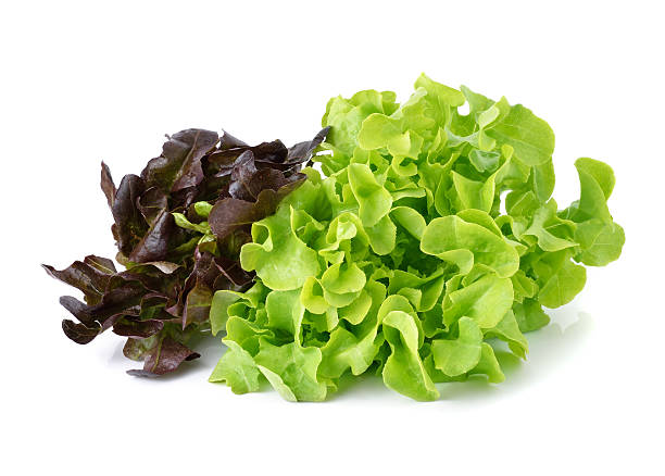 istock green and red lettuce isolated on white background 497967410