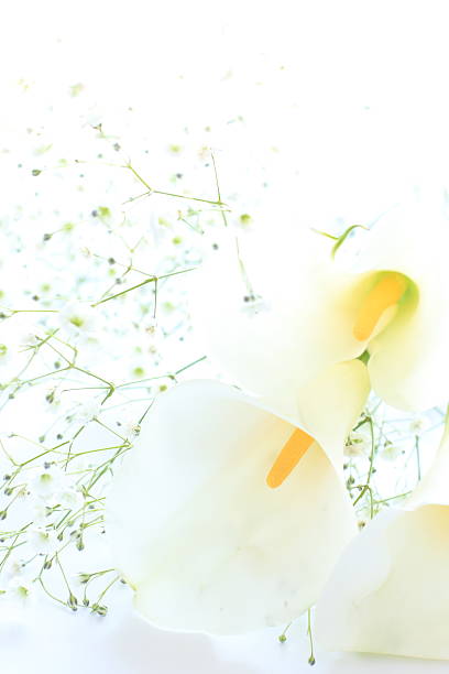 istock Lily and baby breath for wedding flower 497967548