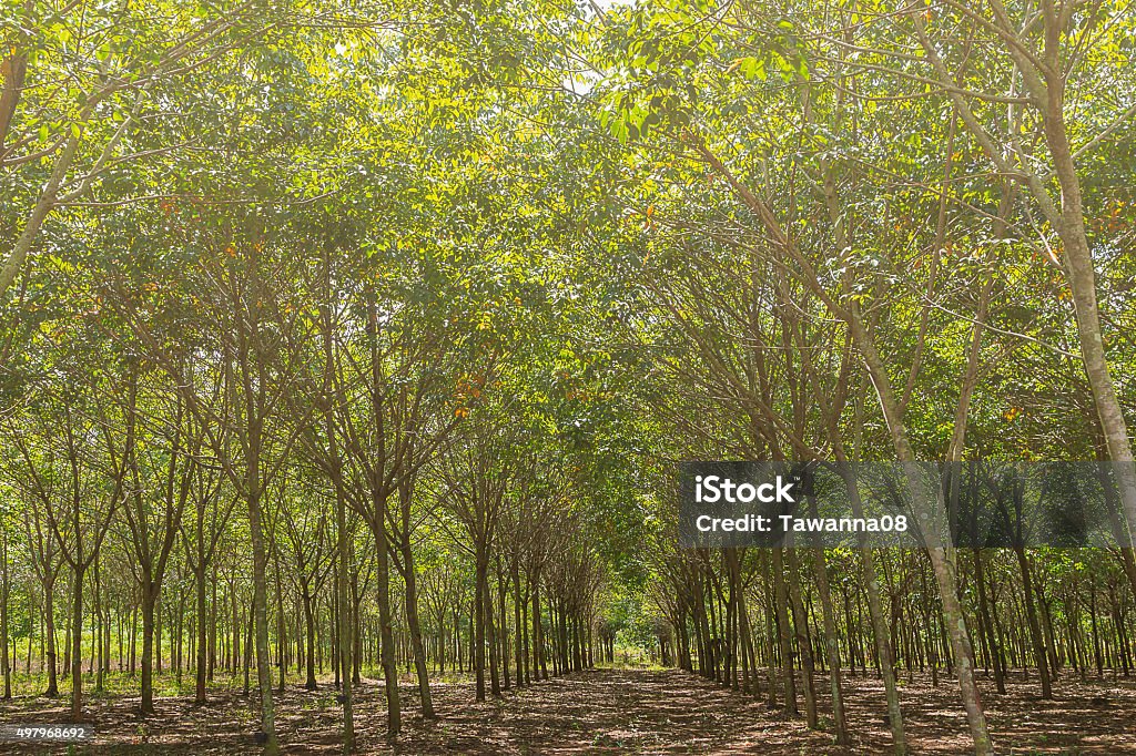 Rubber Tree Colour Rubber Tree Plantation Stock Photo - Download Image Now - 2015, Forest ...