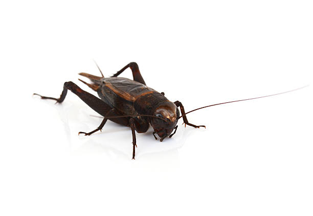 istock Grasshopper in front of white background 497968820